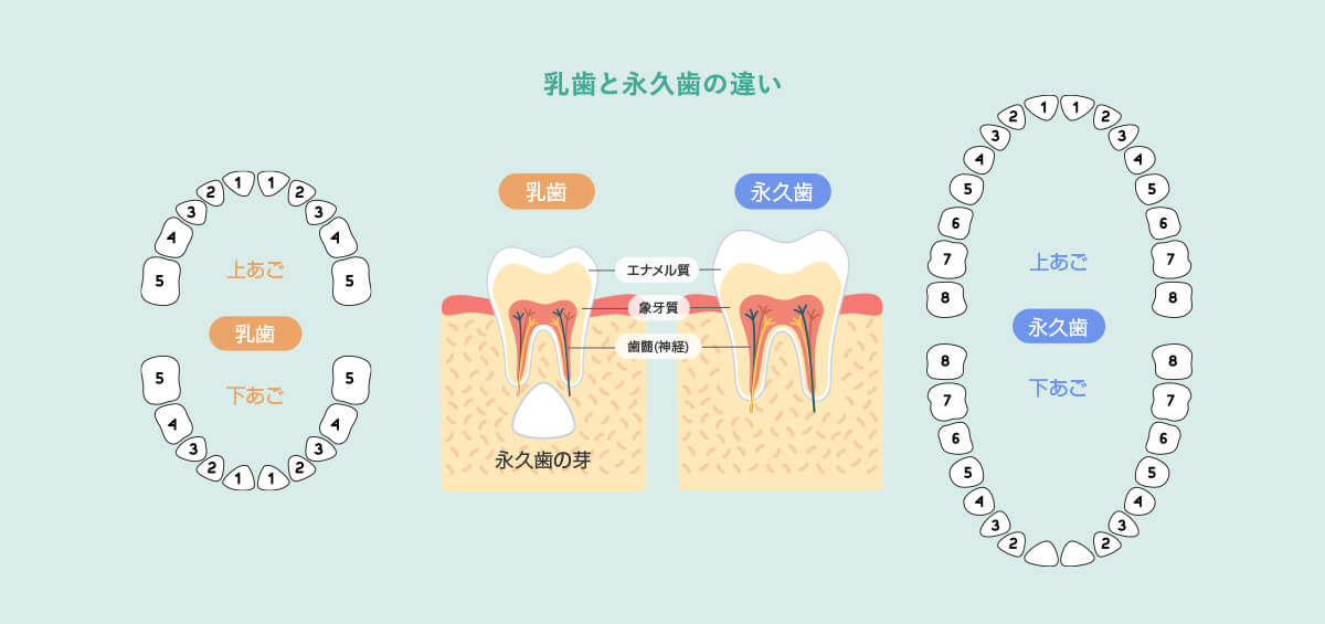 乳歯と永久歯の違い