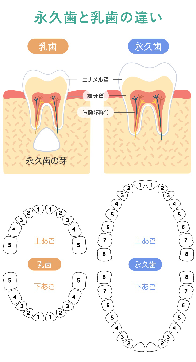 乳歯と永久歯の違い